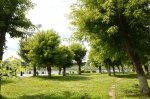 Омск. Зеленые насаждения в городе требуют особой заботы
