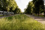 Омск.  В муниципалитете  продолжается опрос по концепции развития городских парков